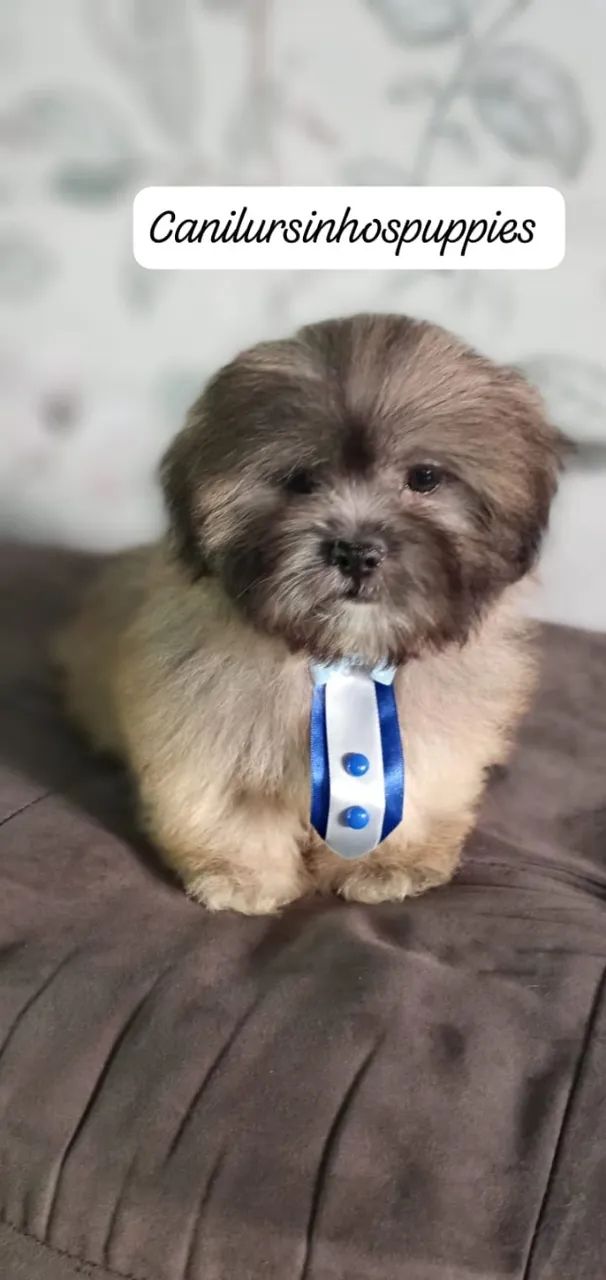 lhasa apso perfeitos bebes pronta entrega  - Foto 5