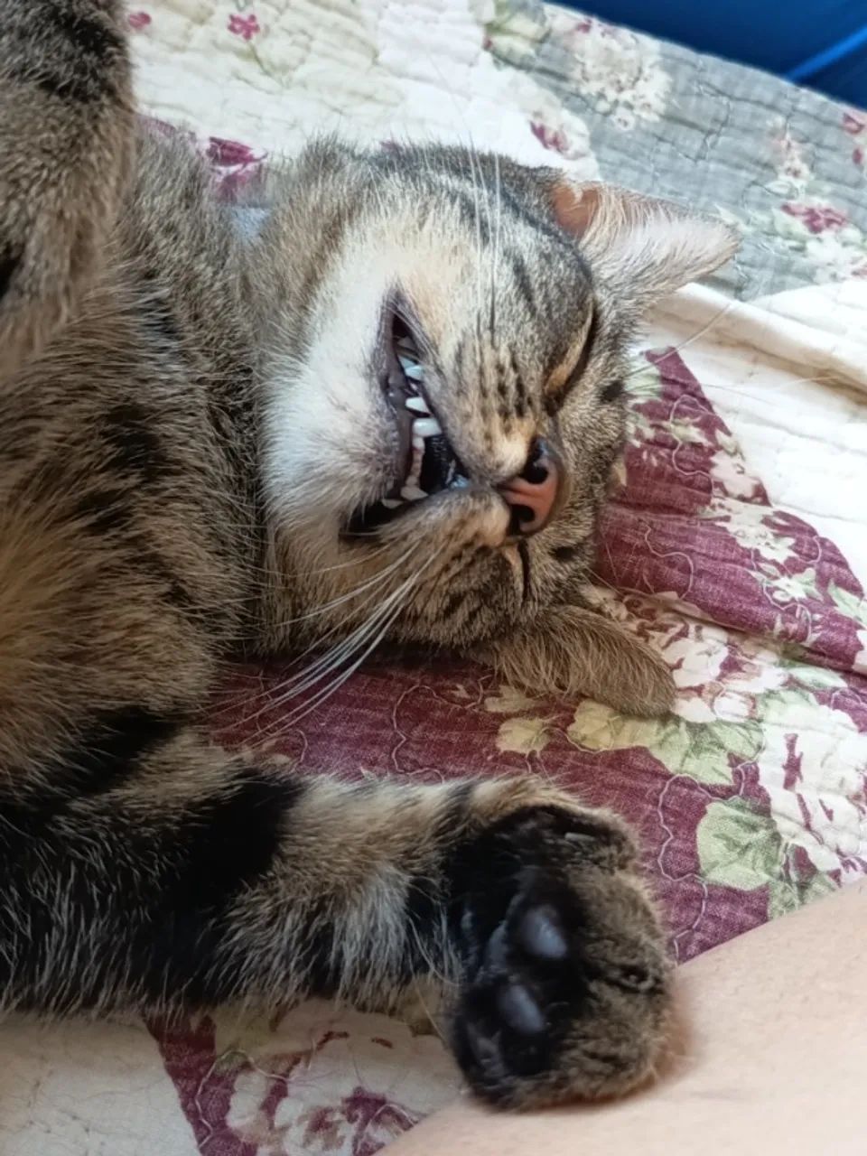 Gatinho para adoção solidária - Foto 4