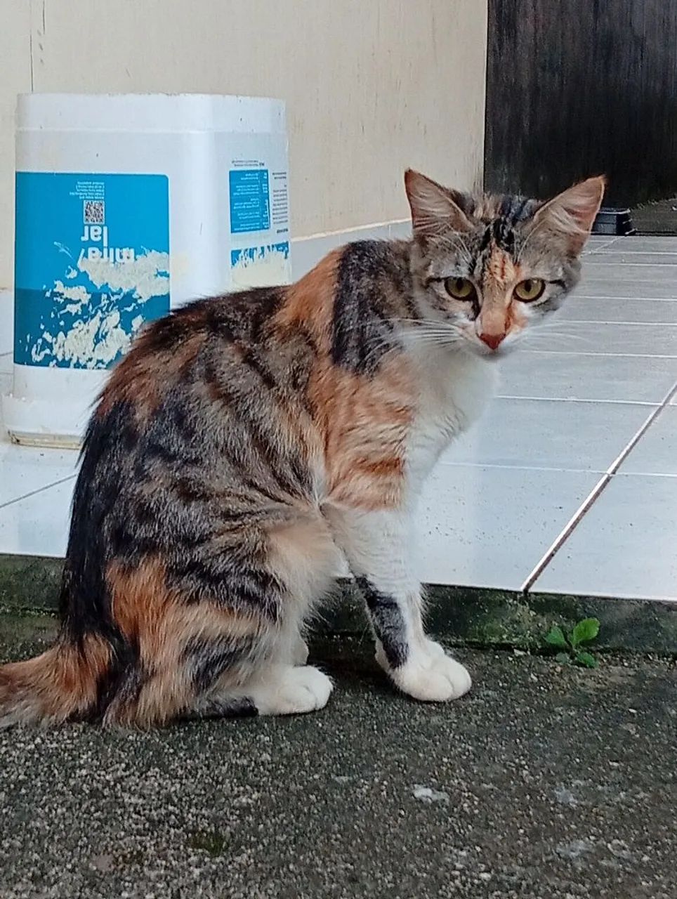 Doação de Gata