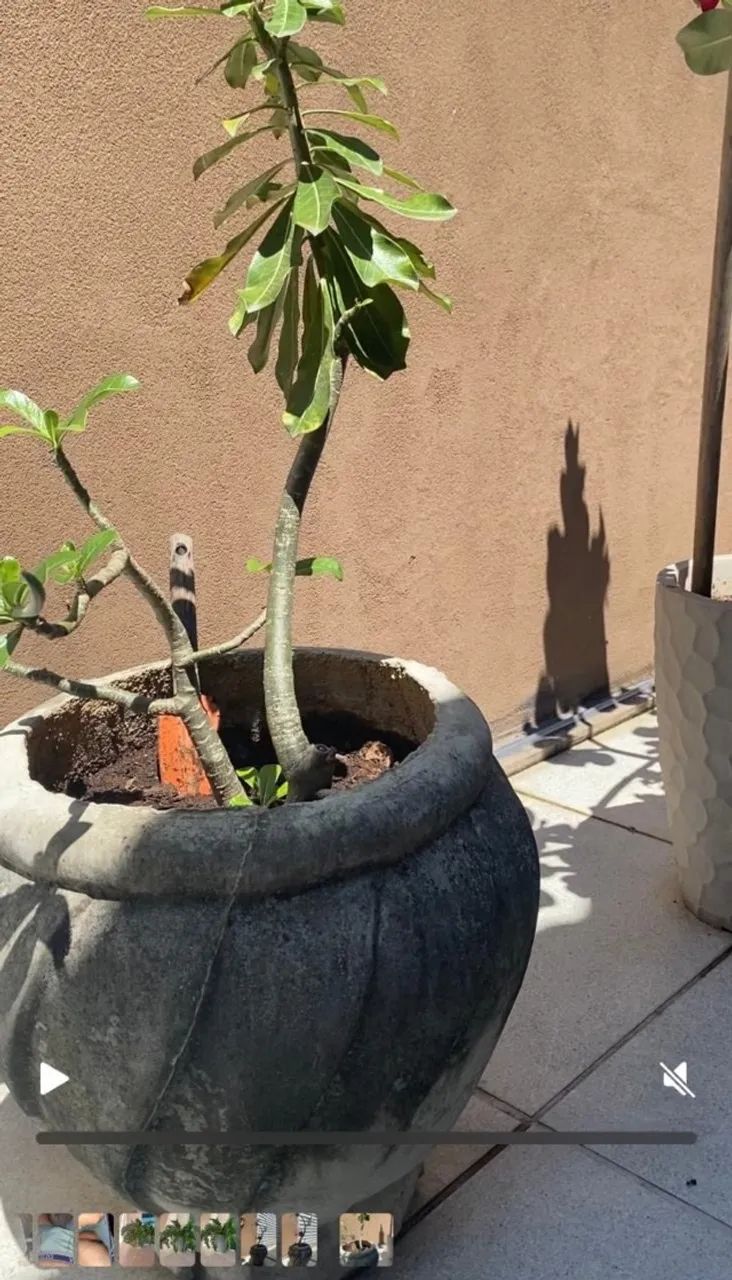 Vende-se planta 