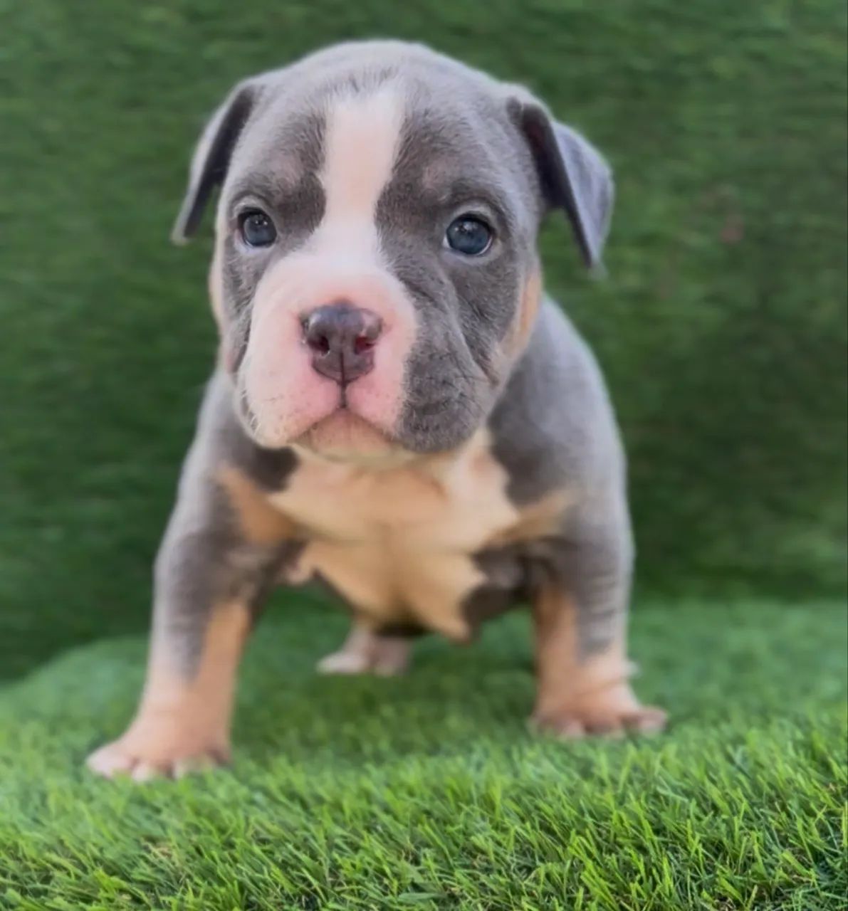 American bully macho  - Foto 4