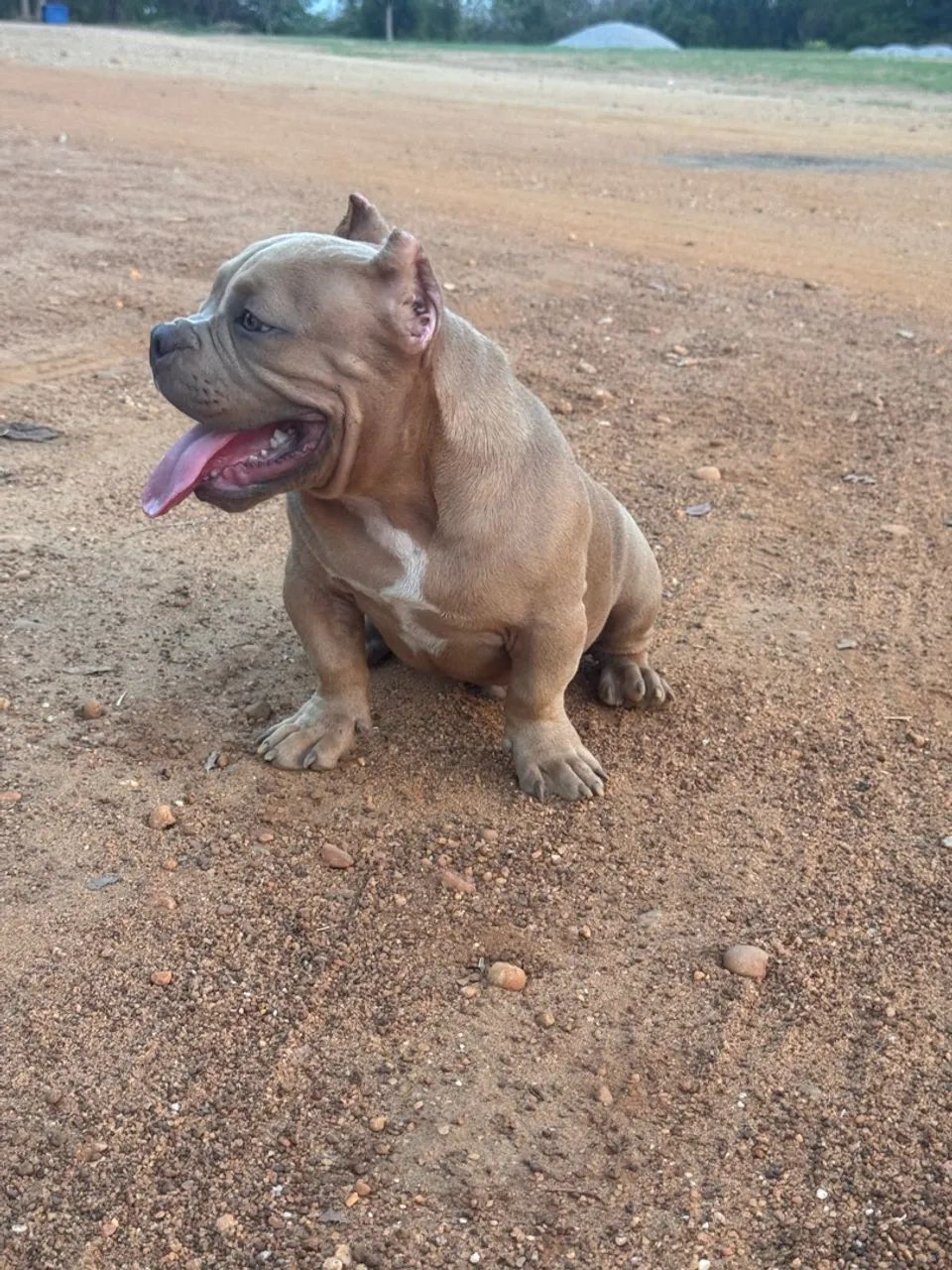 American Bully Micro Exótico 