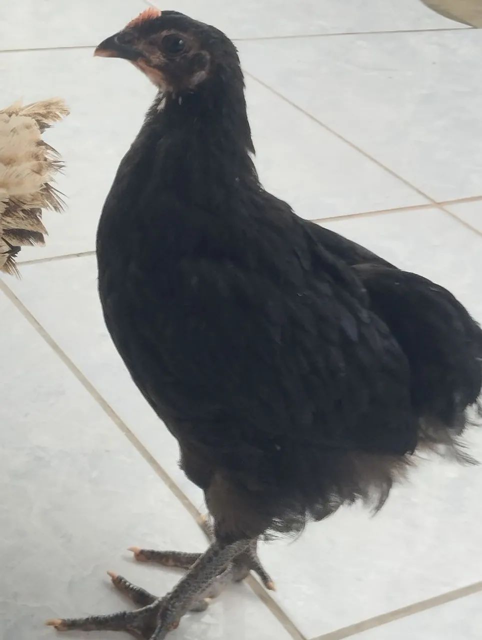 Venda de galinhas 