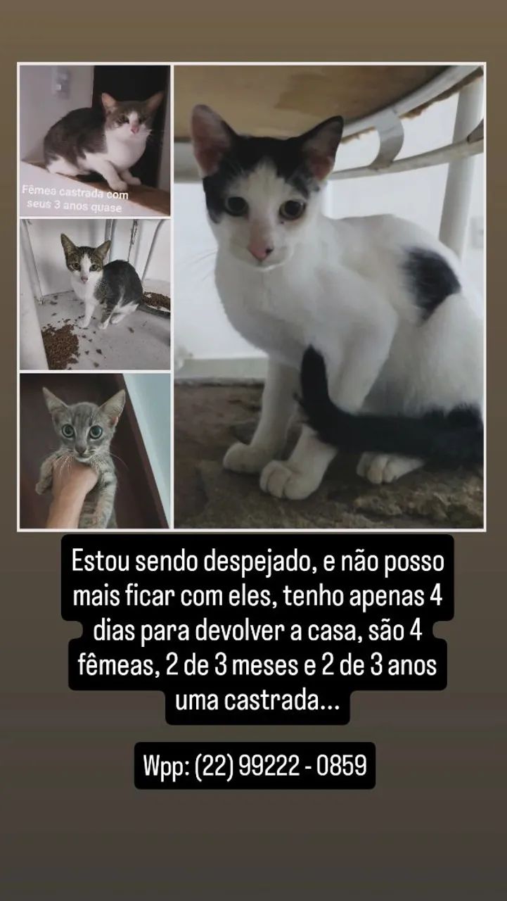 Doação de gatos