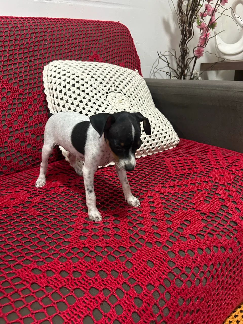 Filhote pinscher  - Foto 2