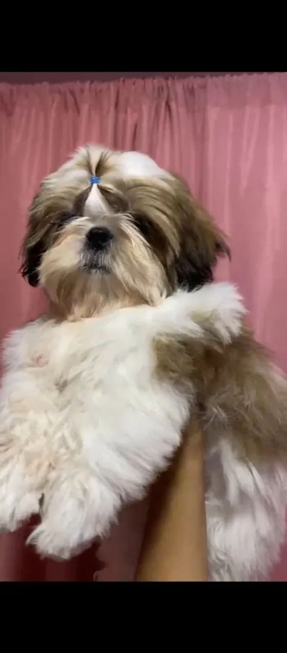 Shih Tzu  - Foto 2