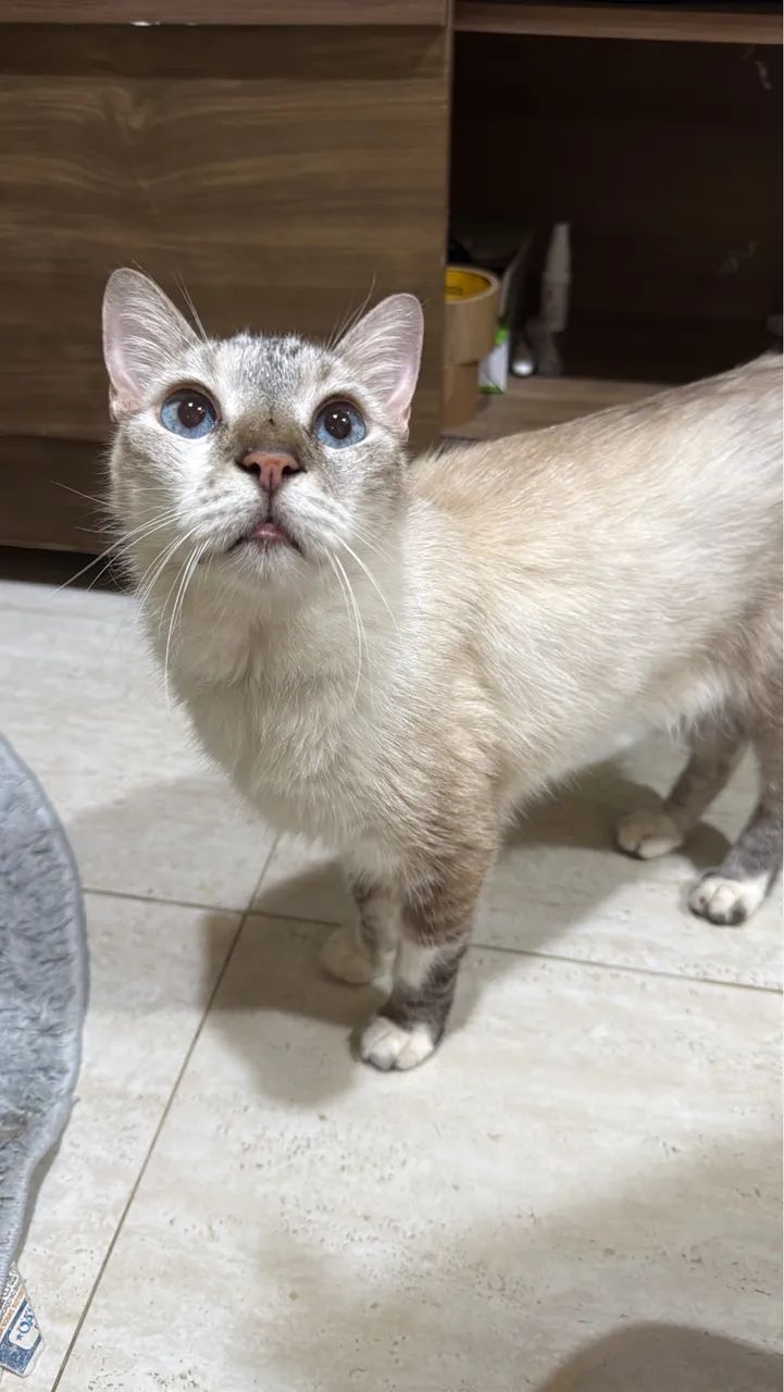 Gato macho pra adoção 
