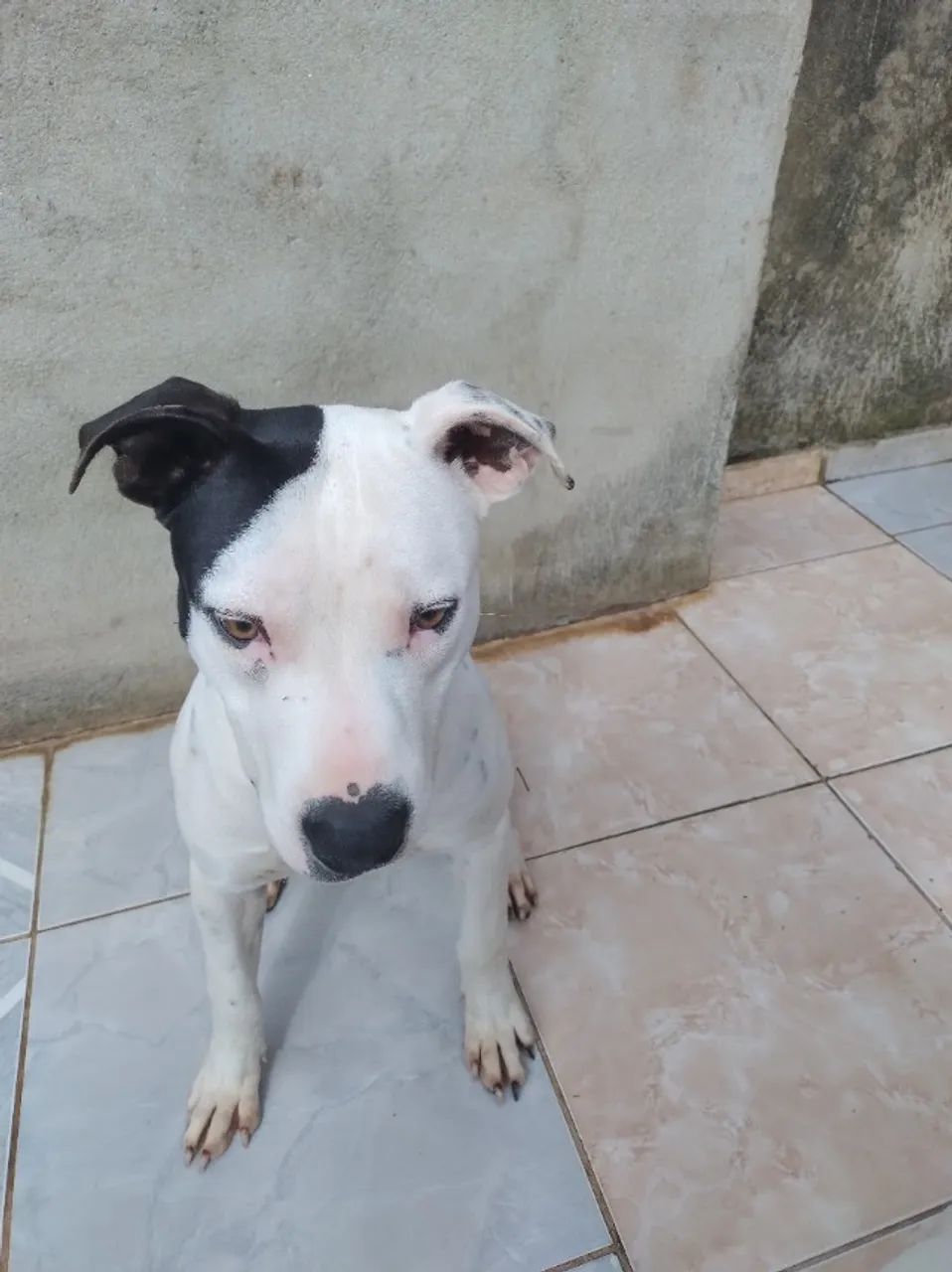 Cachorro - Foto 2