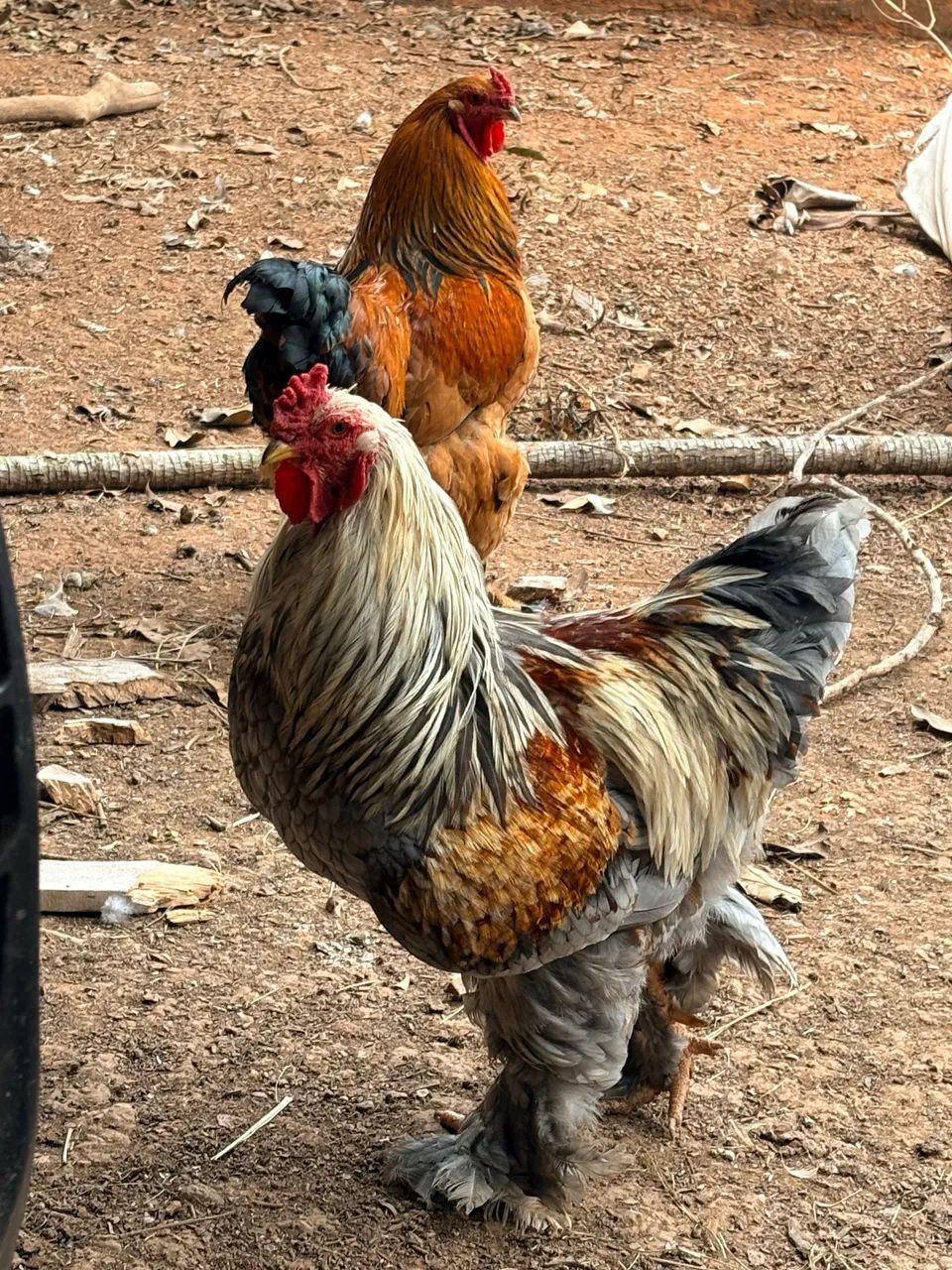 Galos jovens de Brahma e Garnize 