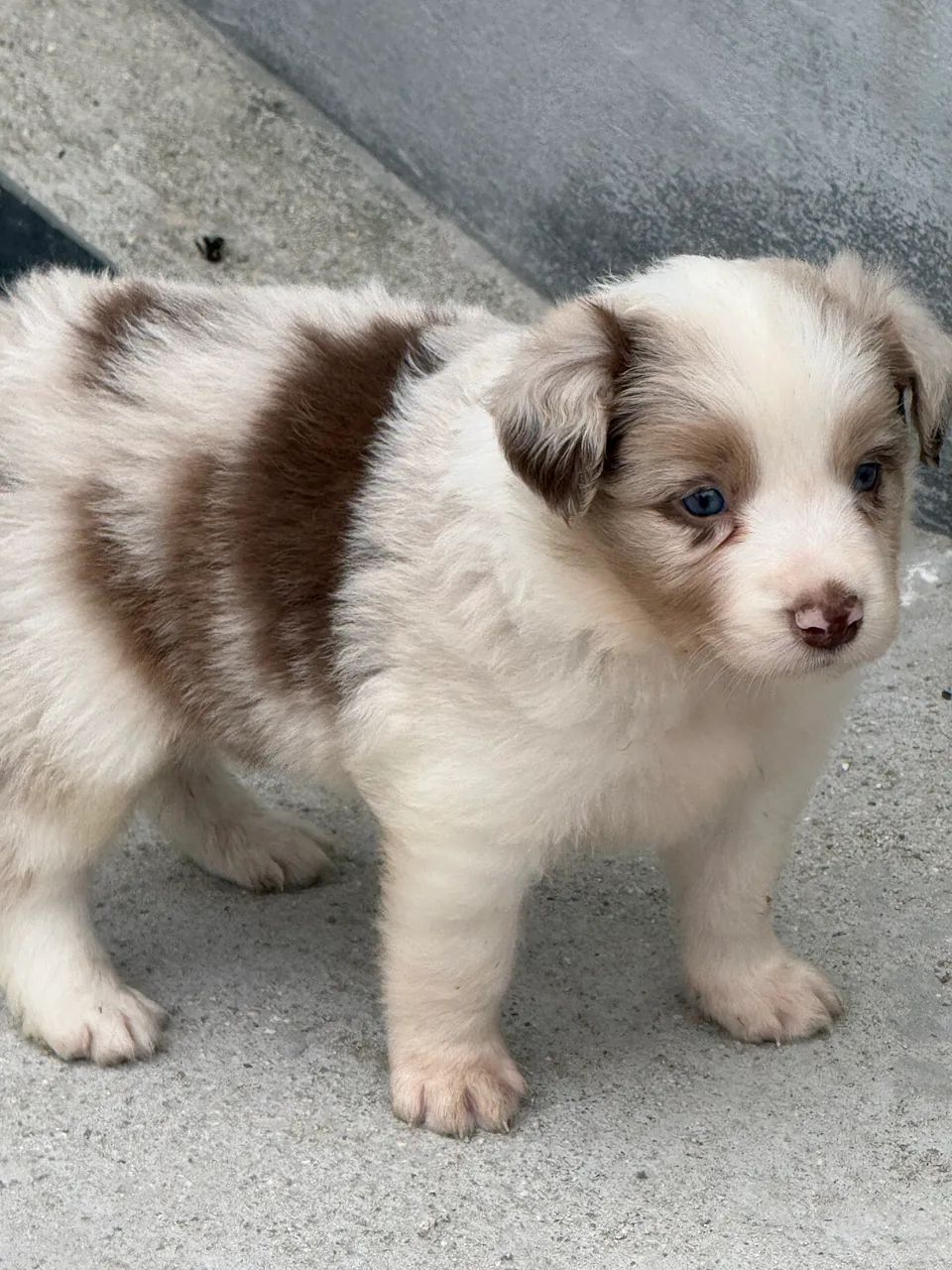 Filhotes de border collie com pedigree  - Foto 3