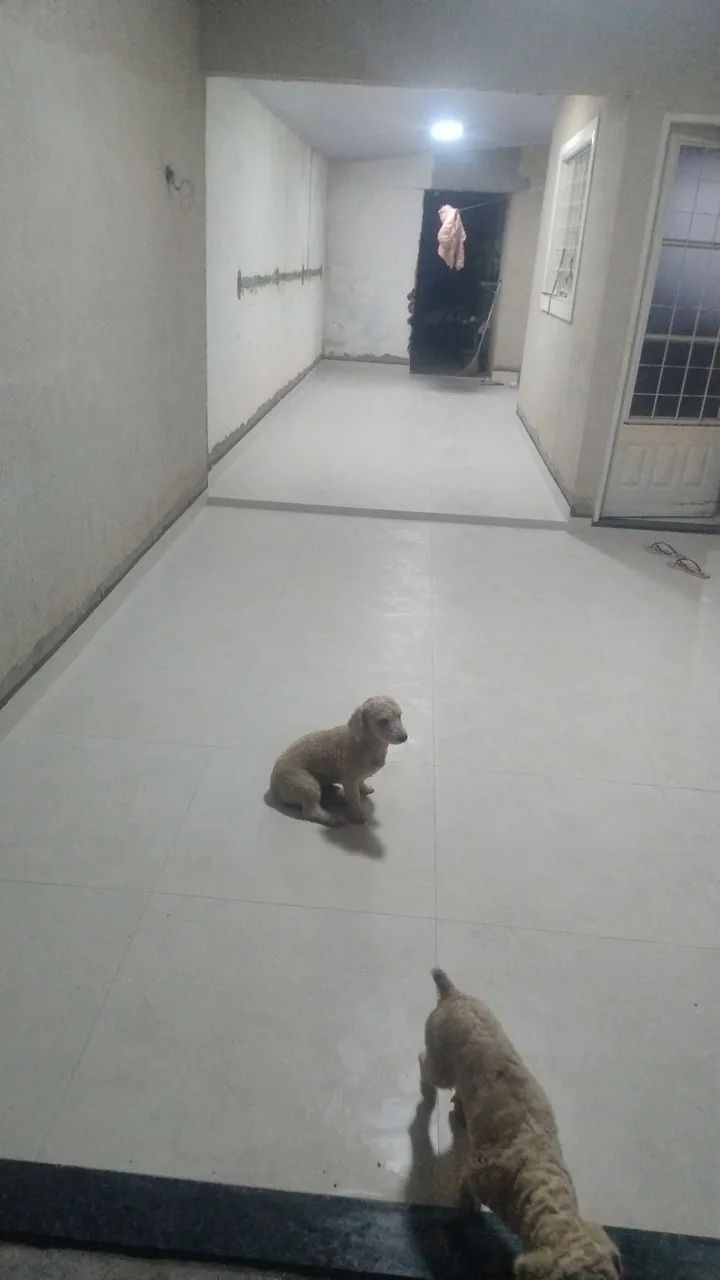 Instalador de porcelanato  - Foto 3