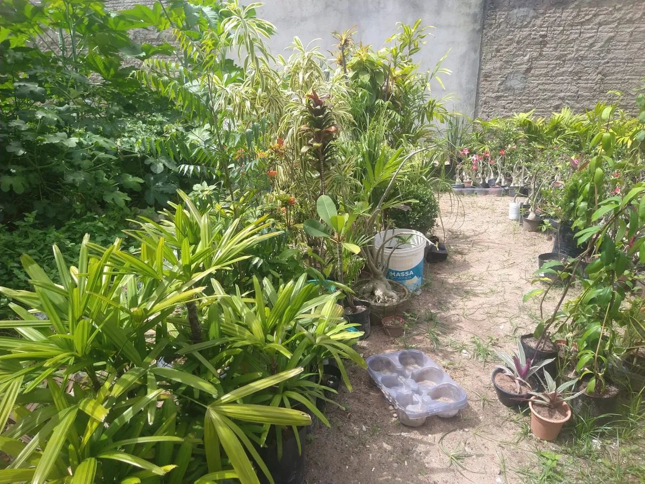 Plantas - Foto 2