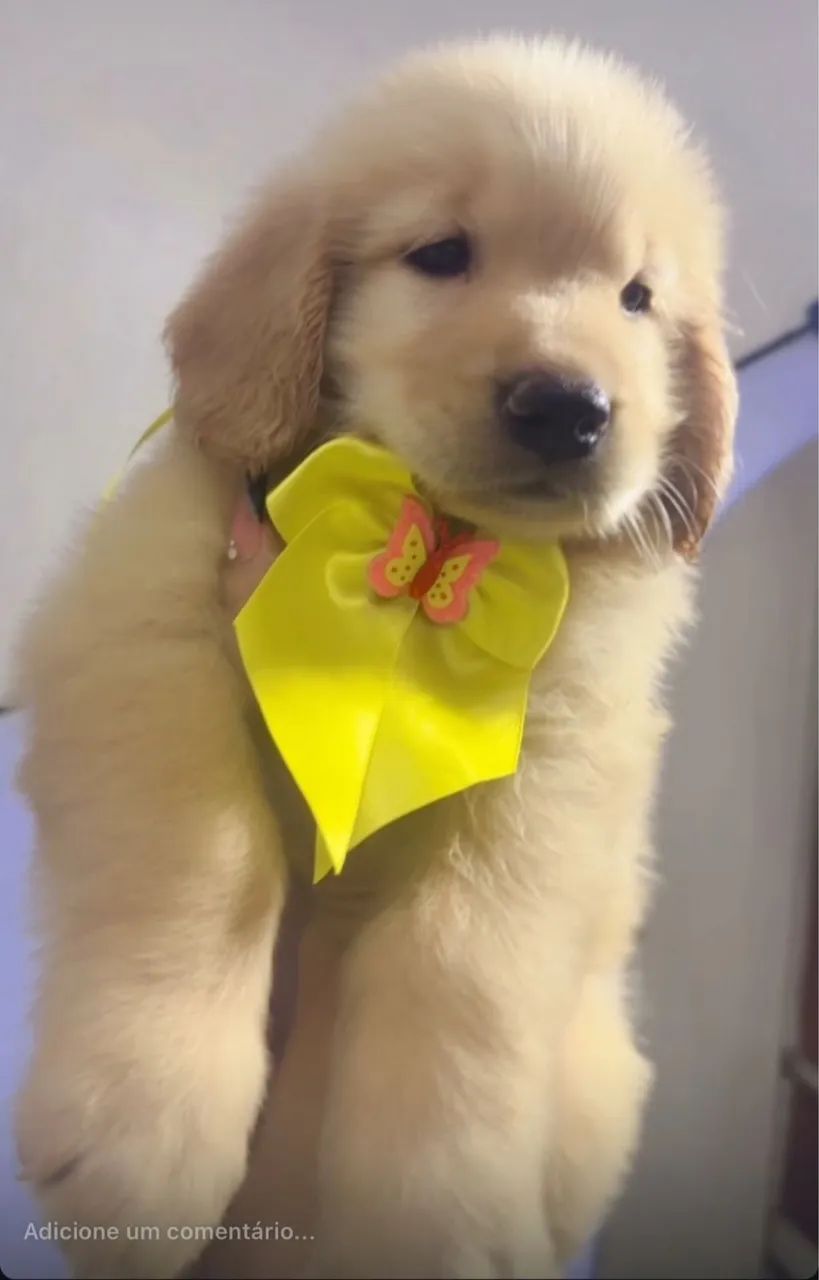 Golden retriever  - Foto 2
