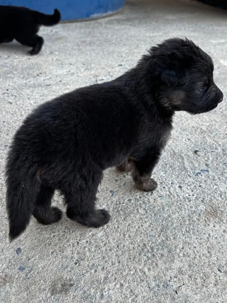 Vende se cães  - Foto 3