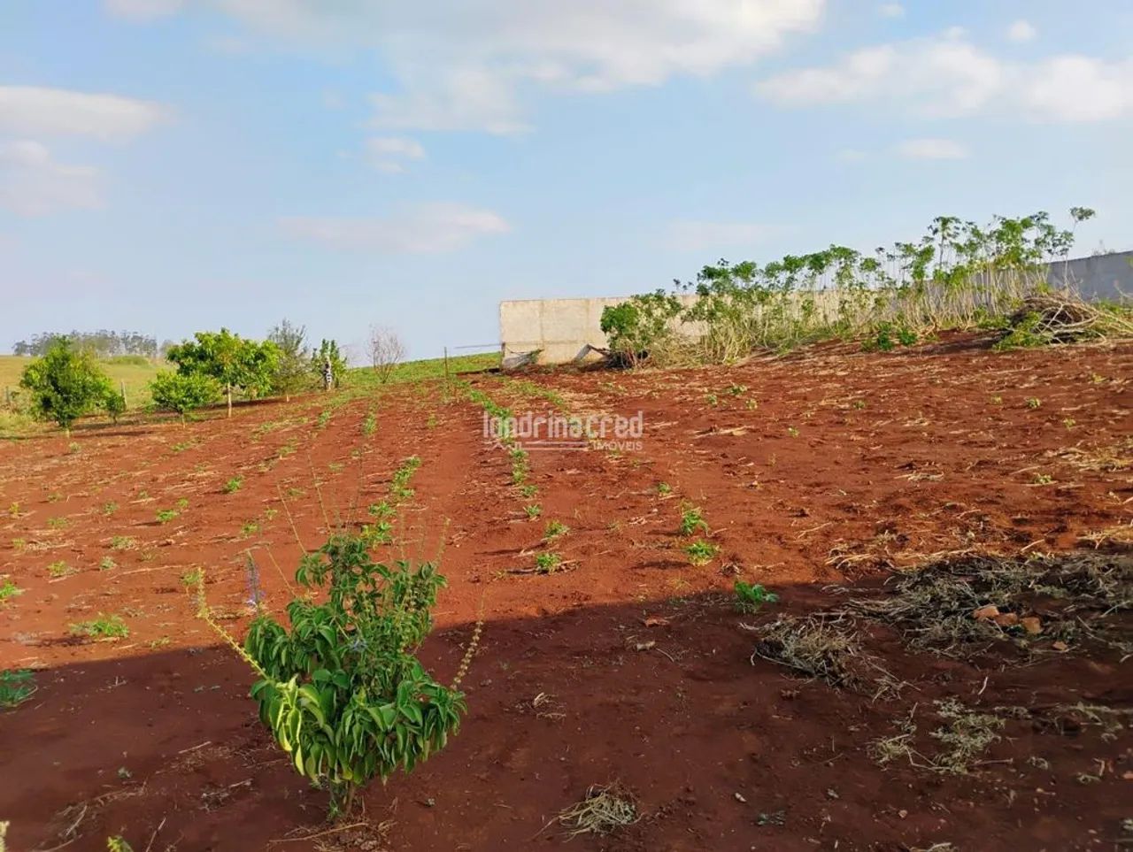 Terreno à Venda em Centro, Jataizinho - PR - Foto 5