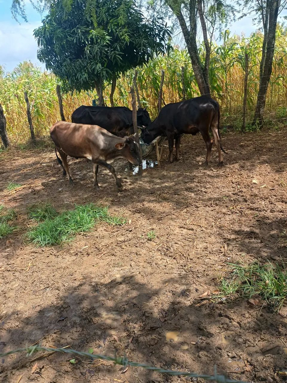 Novilhas  - Foto 3