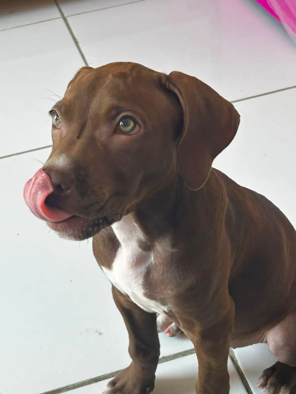 Vende se cachorro - Foto 3