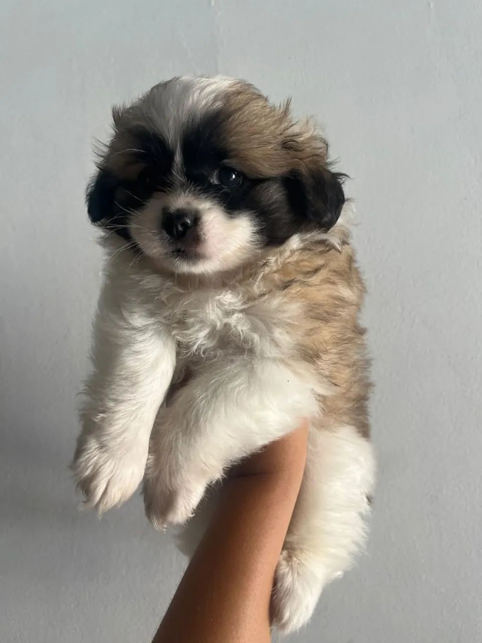 Cachorra - Foto 2