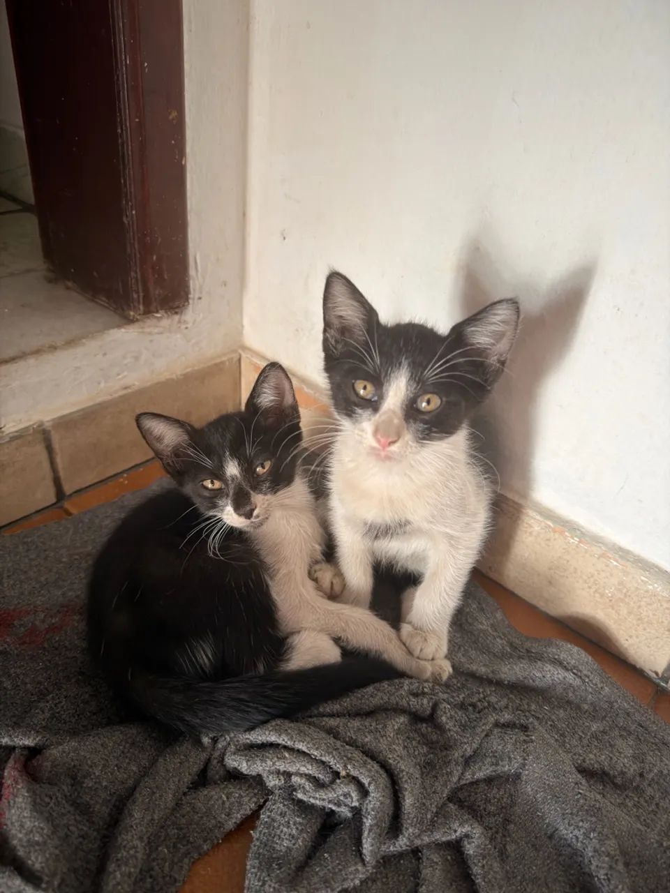 Doação de gatos 