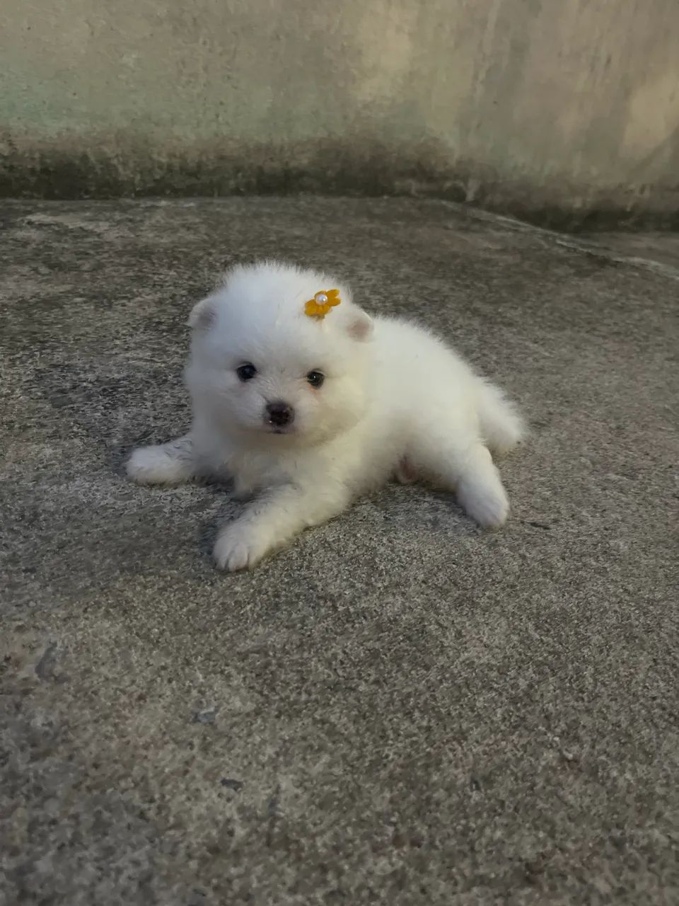 Spitz alemão 