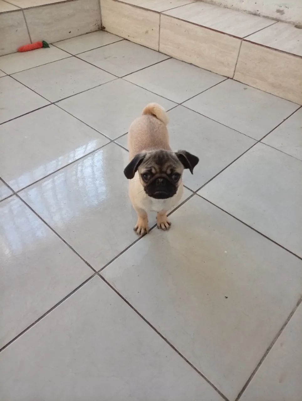 Filhote de Pug macho - 5 meses - Foto 2