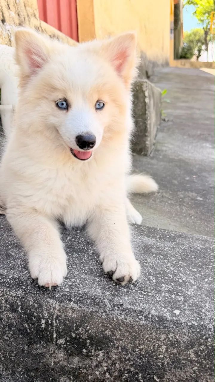 Filhotes Pomsky  - Foto 4