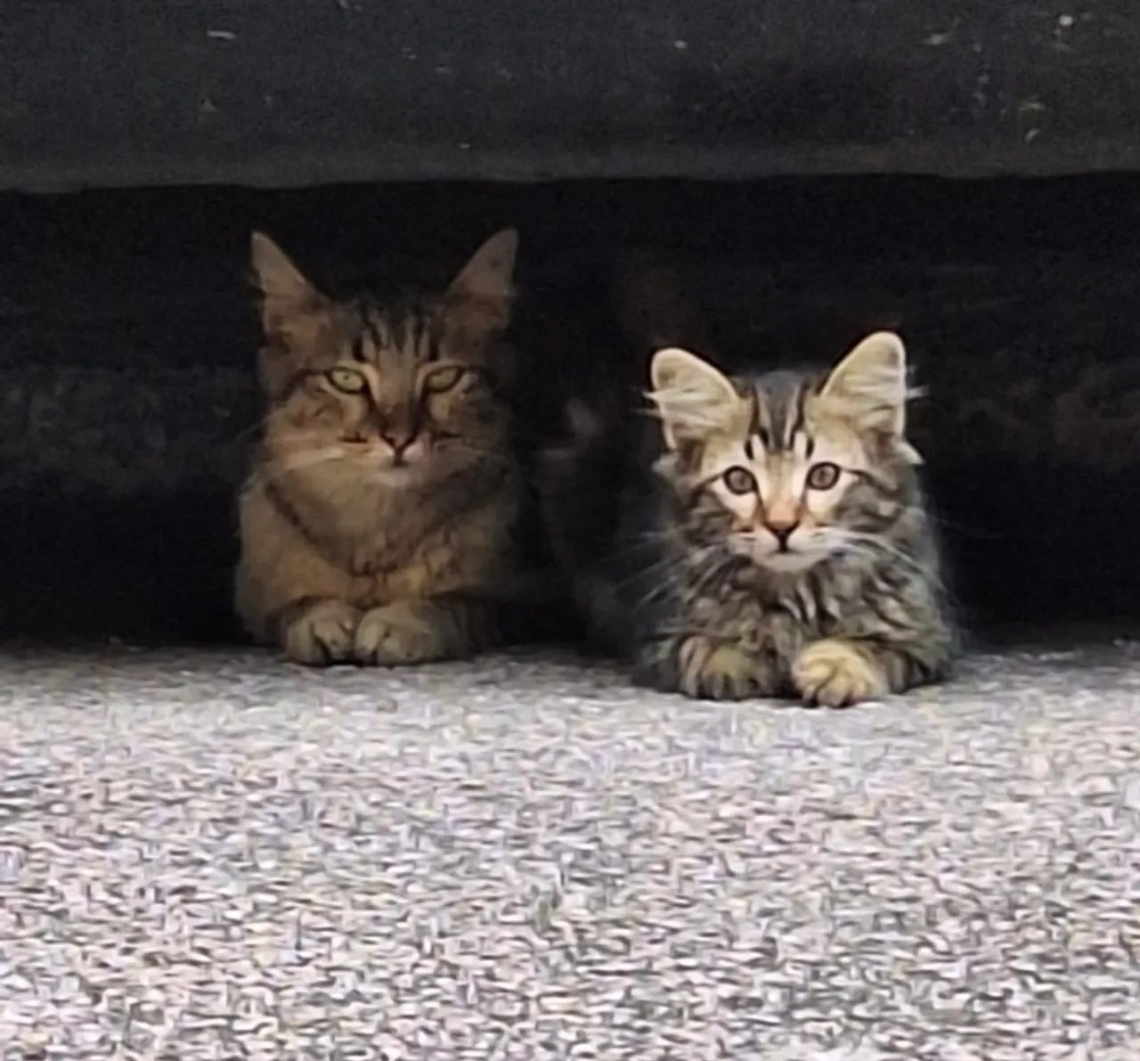 Doação de gatos (mãe e bebê) - Foto 2
