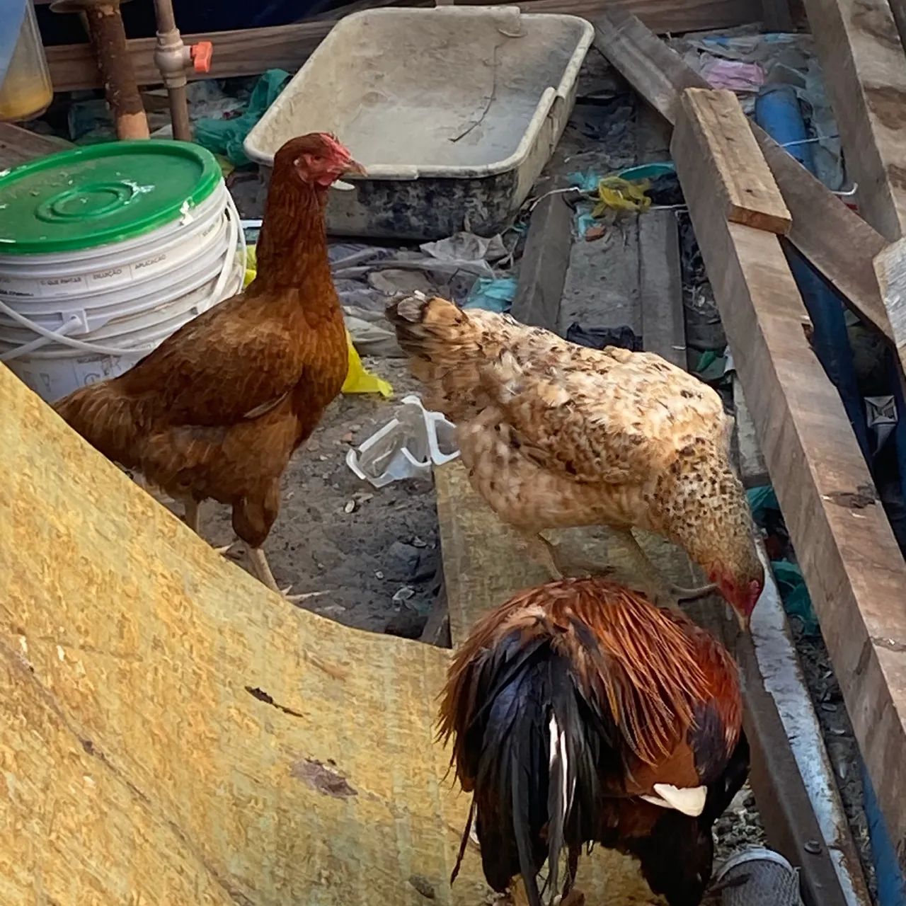 Galinha e galo 