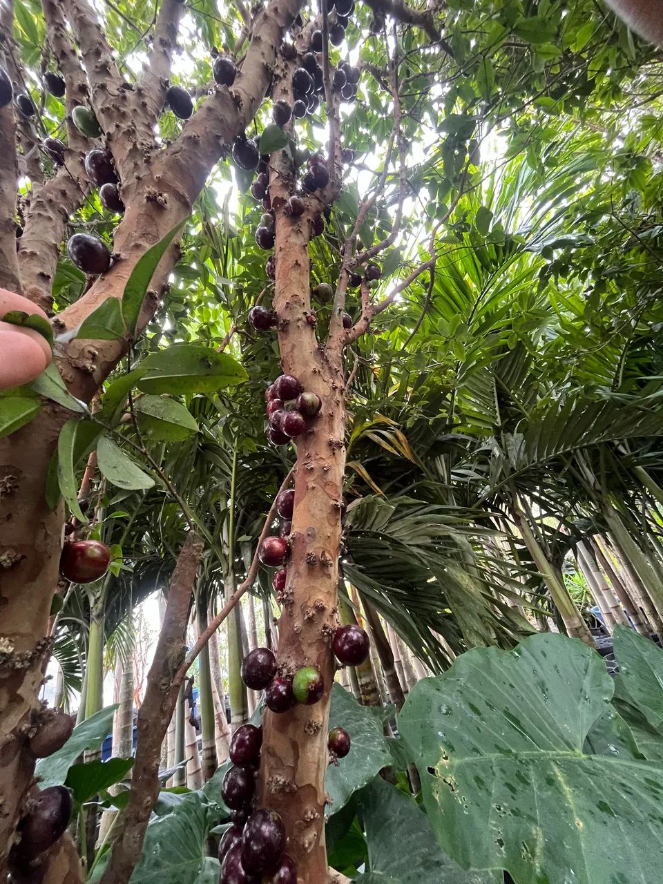 Pé de jabuticaba com frutos  - Foto 3