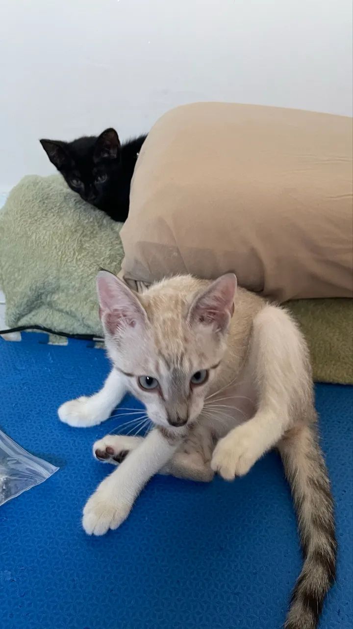 Doação gatinha 3 meses fêmea - Foto 5