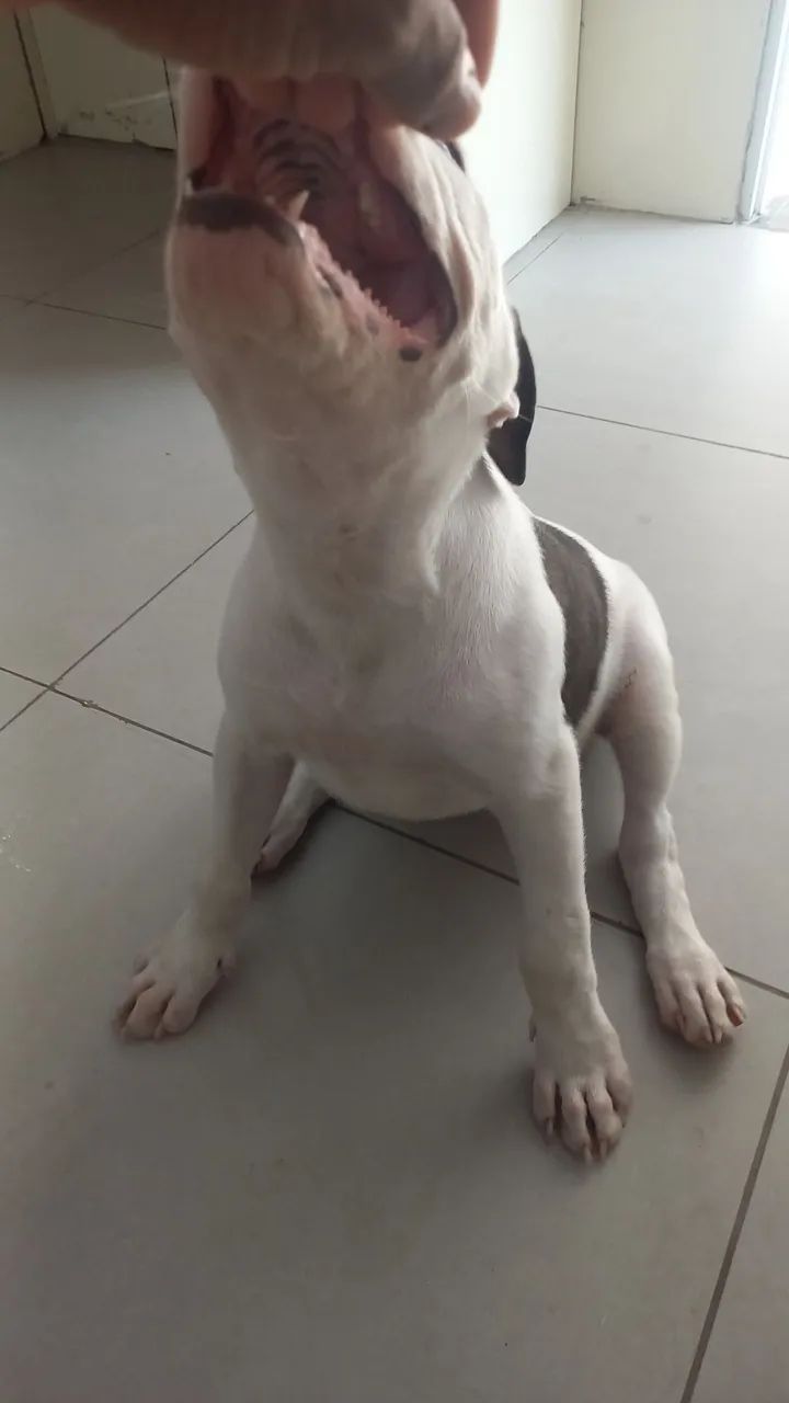 Filhote de pitbull  - Foto 2