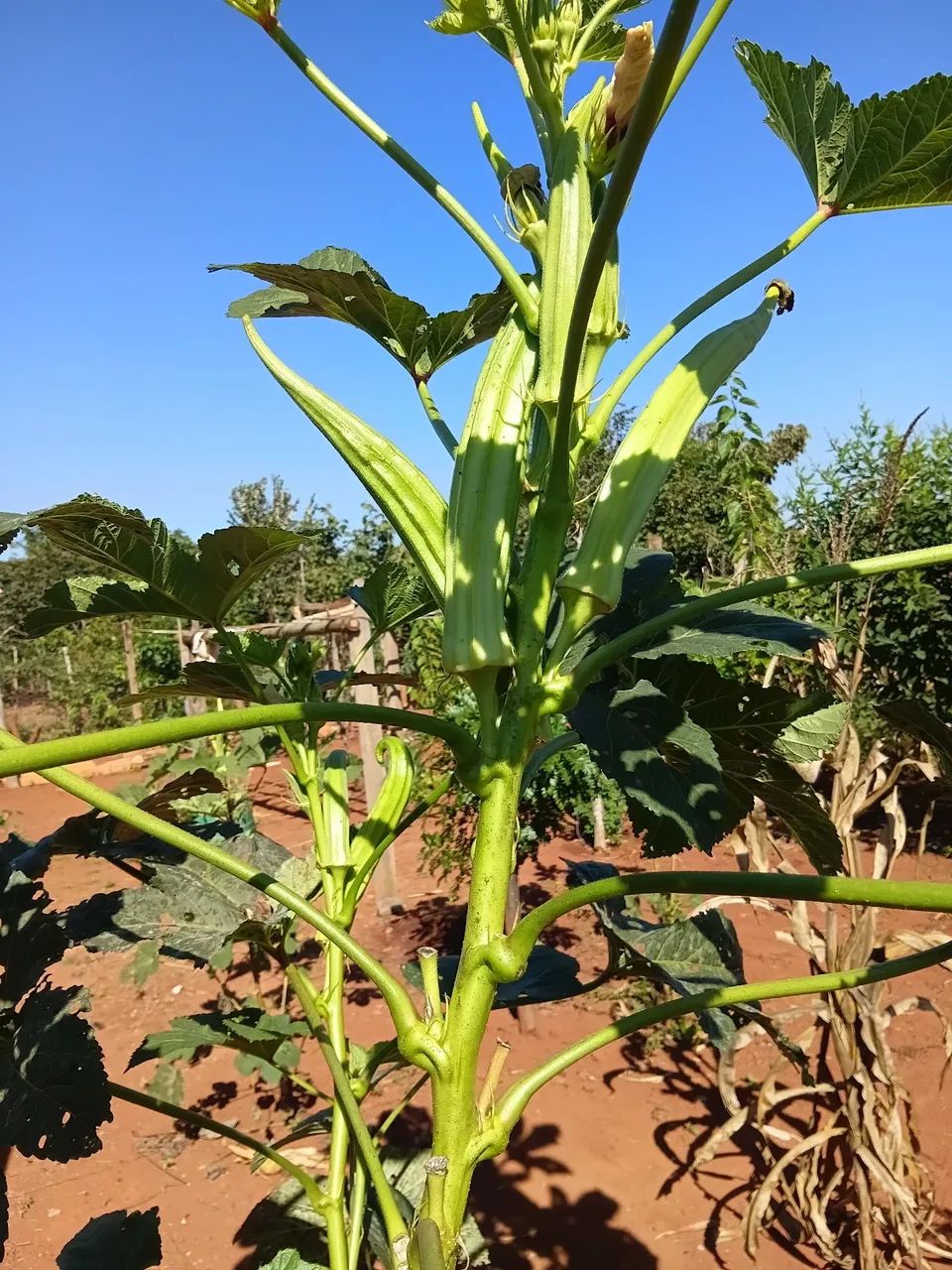 Chácara  - Foto 3