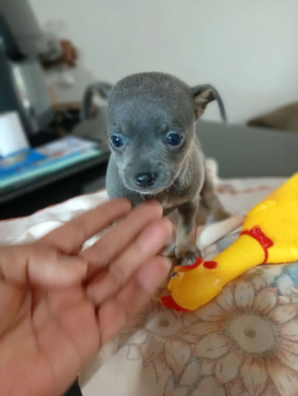 Pinscher 1 - Foto 2