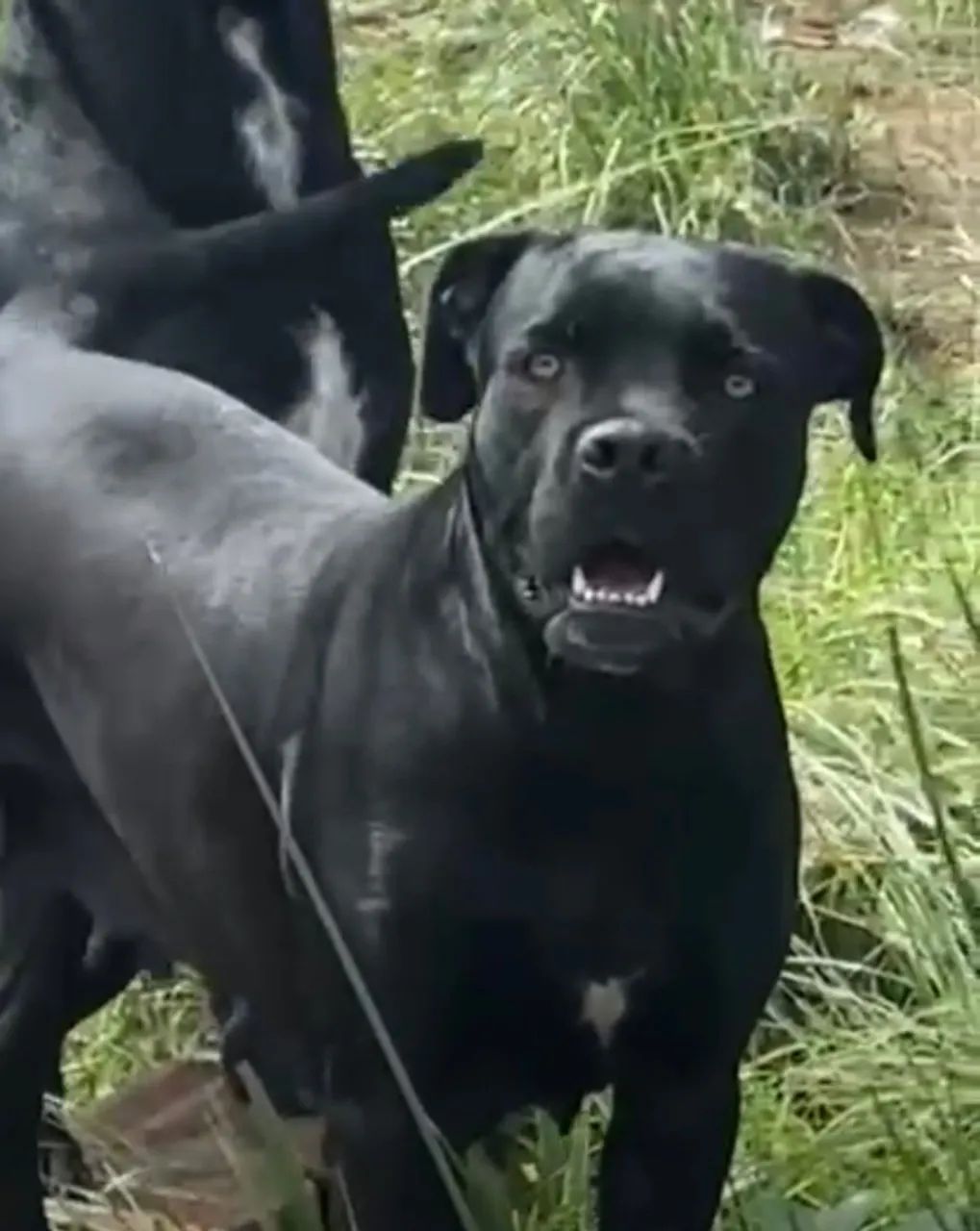 Cane Corso 100% puro - Foto 4