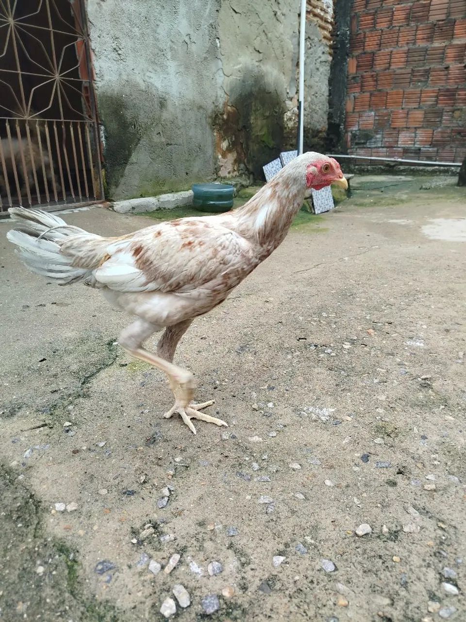Galinha índio gigante  - Foto 2