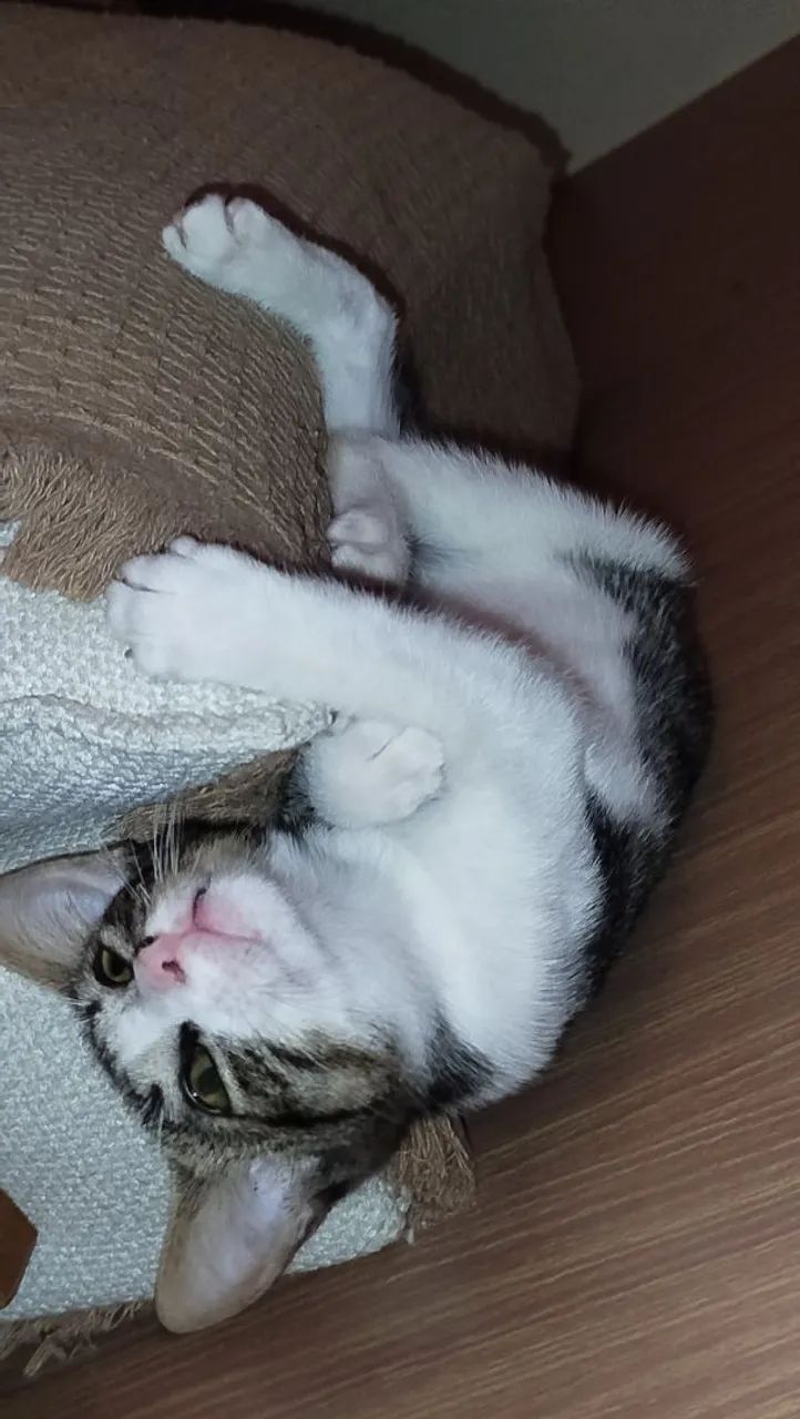 Gato sapeca - Foto 4