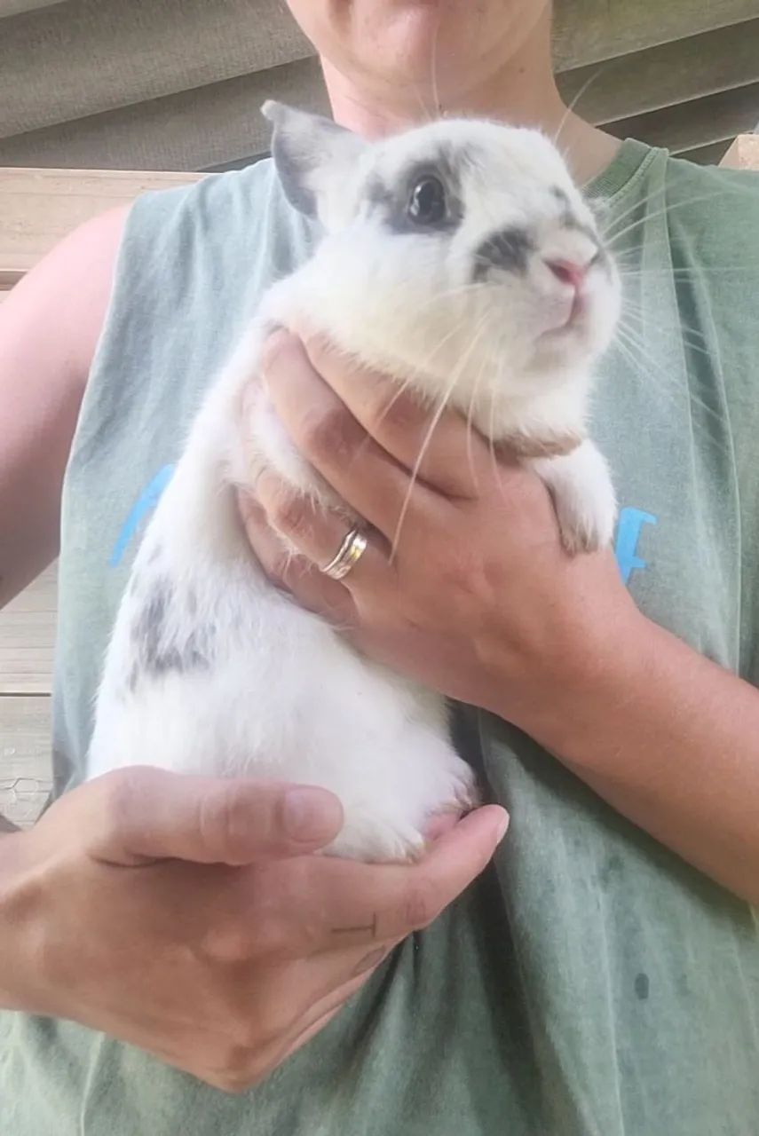 Vendo filhotes de coelho  - Foto 5