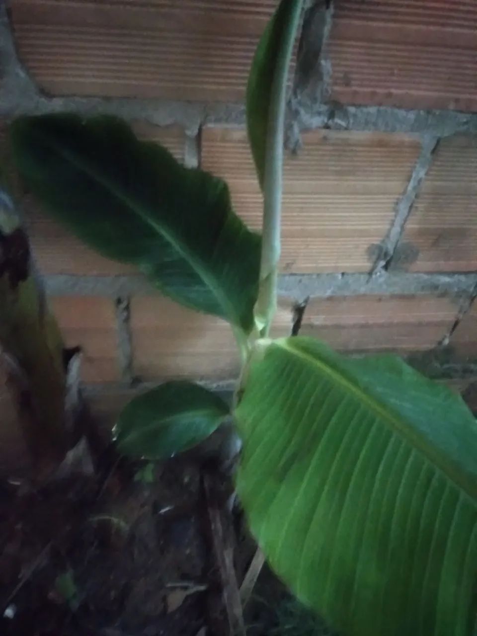 Mudas de bananas da terra - Foto 2