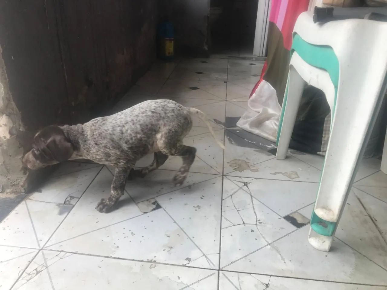 Perdigueiro pointer inglês  - Foto 2