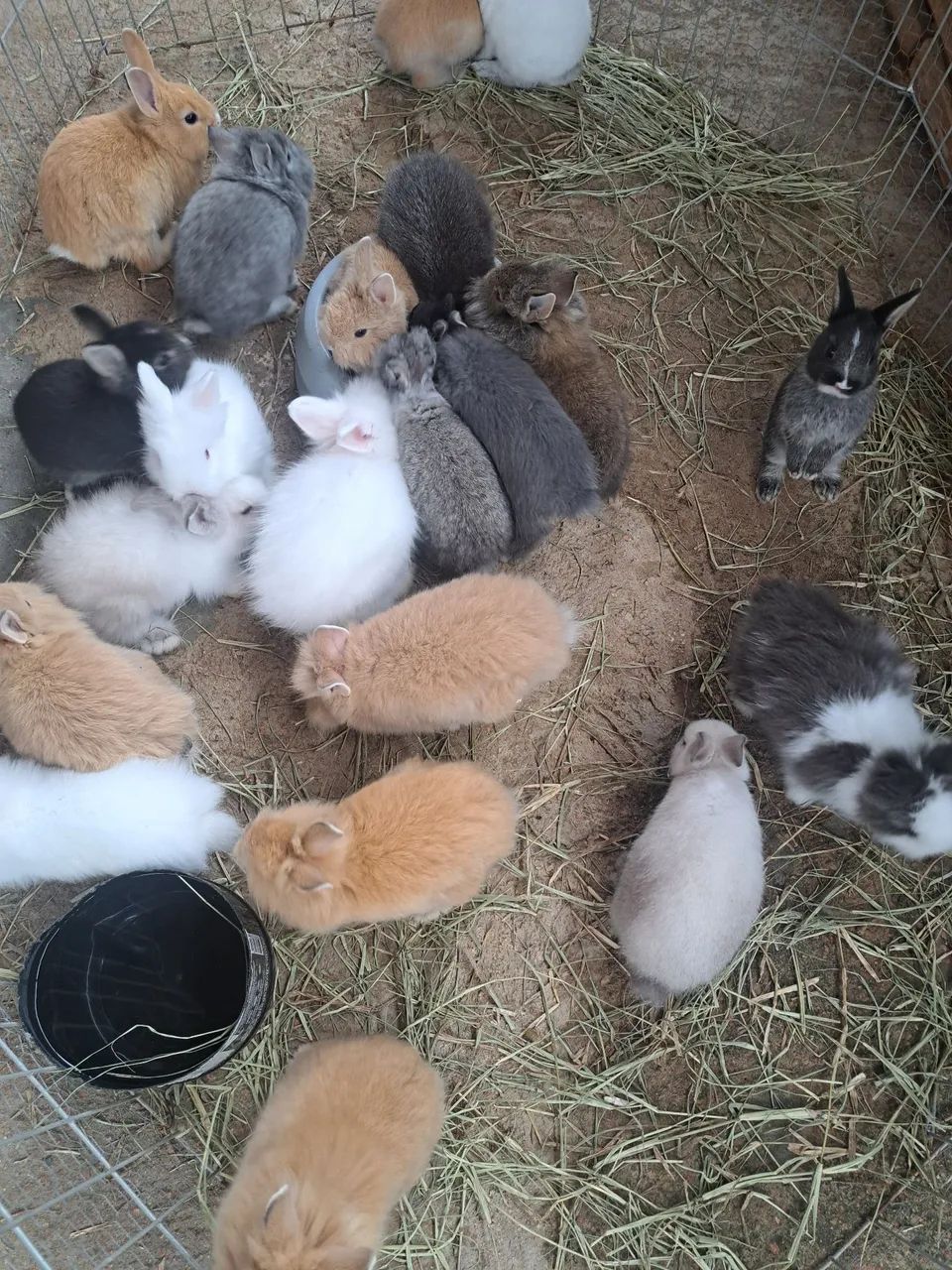 Mini coelhos filhotes  - Foto 6