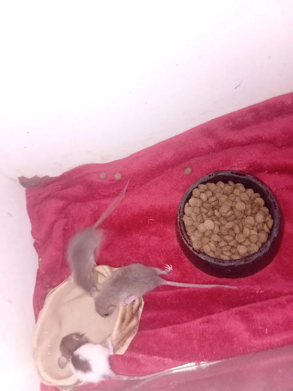 Ratos twister  - Foto 2