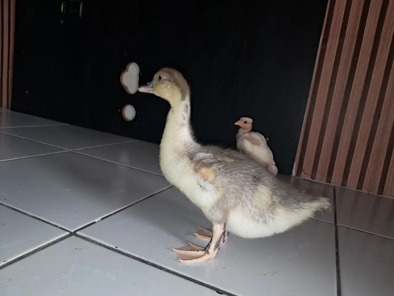 Pato e pintinho - Foto 2