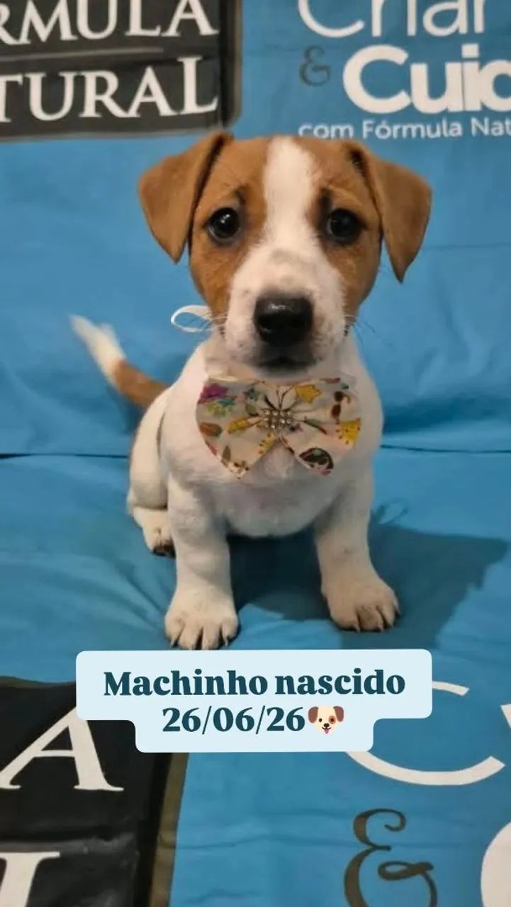 Jack Russell Terrier 