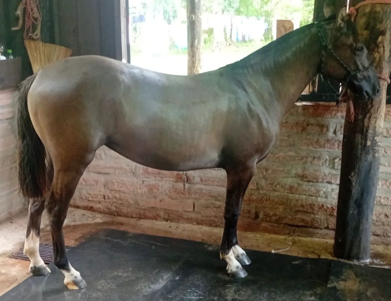 EGUA (POTRA) CRIOULA COM REGISTRO