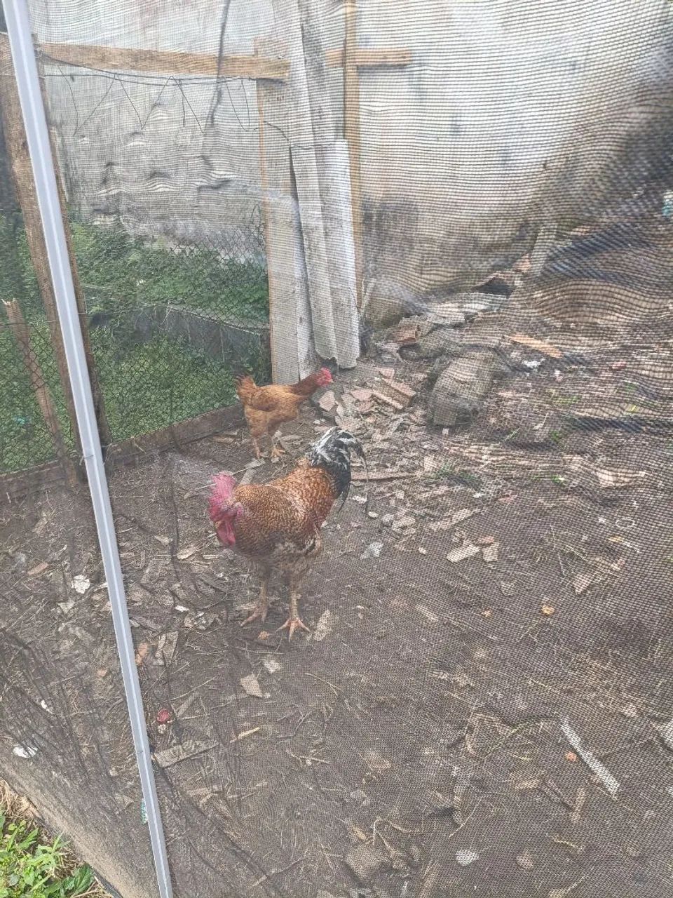 Galo  - Foto 3