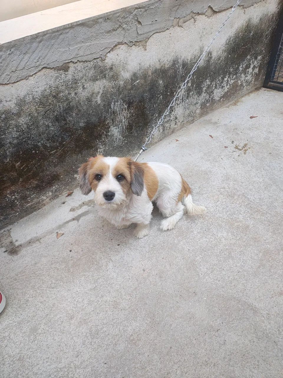 Doação cachorro  - Foto 5