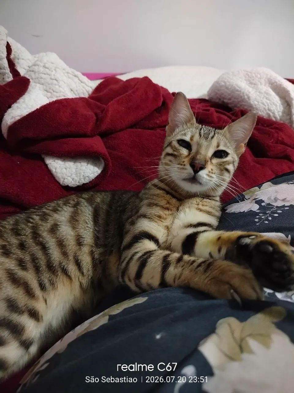 Gato Bengal  - Foto 5