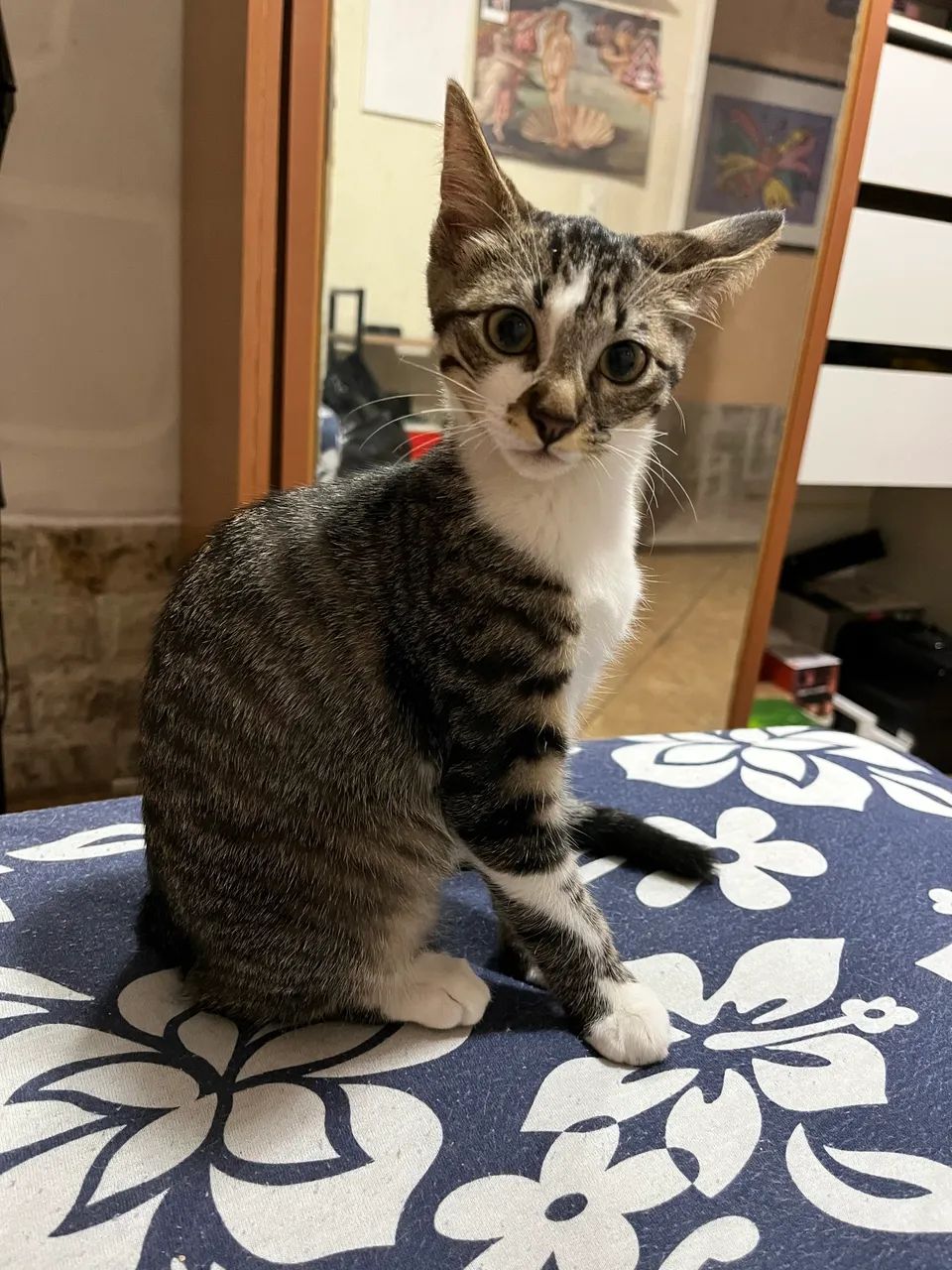 Gata para adoação  - Foto 4