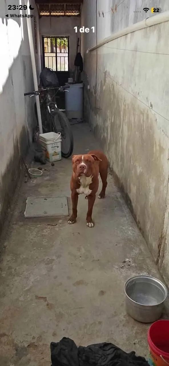 pit bull 1 aninho - Foto 2