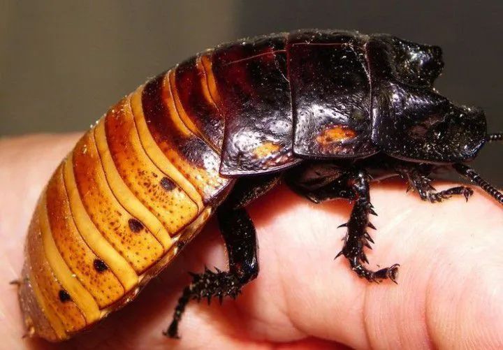 Madagascar  - Foto 2